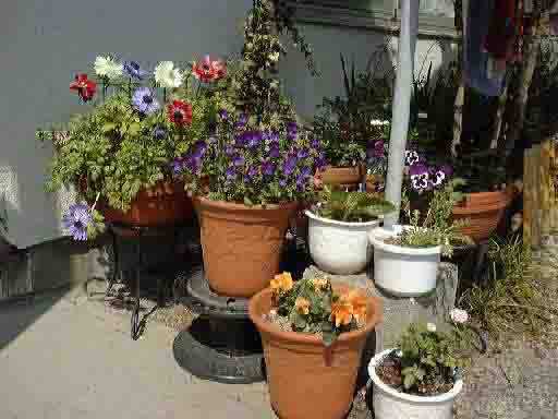 �t�̒�̎ʐ^50KB