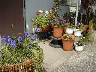 �t�̒�̎ʐ^25KB