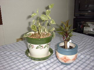 �ϗt�A���̎ʐ^16KB