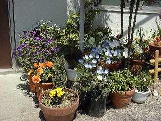 �t�̌��֐�̎ʐ^�@28KB