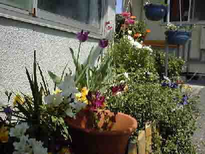 �t�̒�̎ʐ^�@41KB