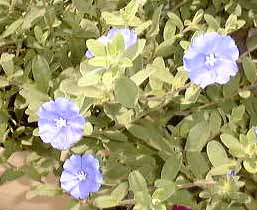 �A�����J���u���[�@16KB