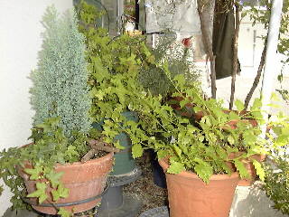 �ӓ��̊ϗt�����@26KB