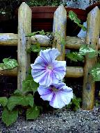 ���������̎ʐ^�@10KB