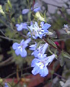 ���x���A�̎ʐ^�@8KB