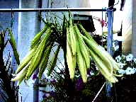 ���̎ʐ^�@10KB