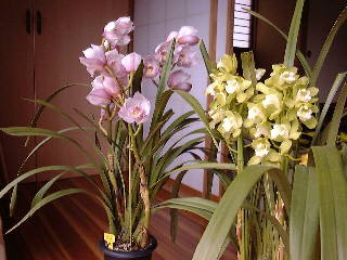 �o�����[�i�ƃW���A���̎ʐ^