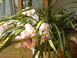 �s���N�x�[���̎ʐ^