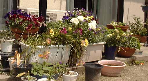 �G�A�R���O�̉�  34KB