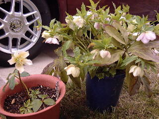 �N���X�}�X���[�Y  24KB