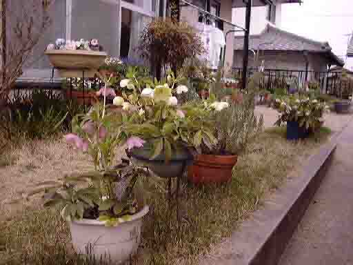 �N���X�}�X���[�Y�ƒ�̑S�i 50KB