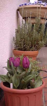 ���ւ̃`���[���b�v 15KB