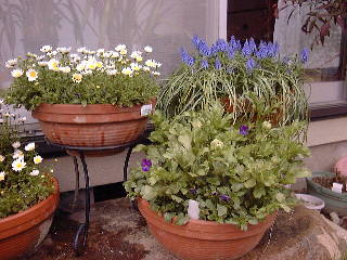 ���X�J���ƃm�[�X�|�[��  24KB