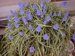 ���X�J��