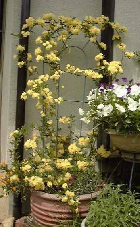 ���b�R�E�o���S�i 36KB