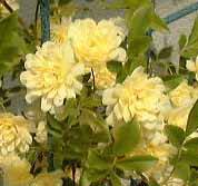 ���b�R�E�o�� 9KB