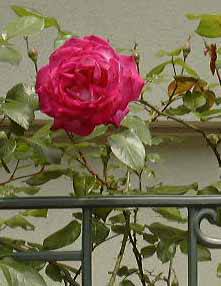 �_���̃o��  14KB