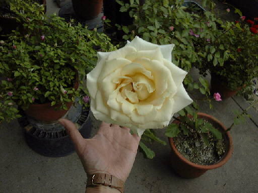 ���o���Ǝ�