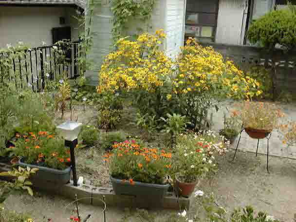 �Ƃ��猩���P�q�}���� 78KB