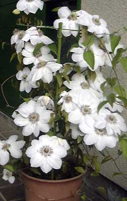 �����N���}�`�X