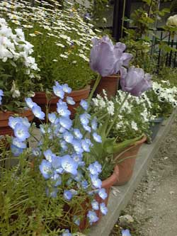 �`���[���b�v�ƃl���t�B��