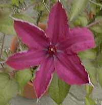 �N���}�`�X�ԃA�b�v"