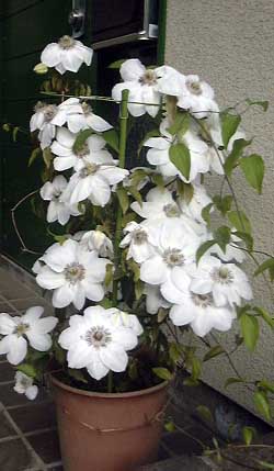 �N���}�`�X��