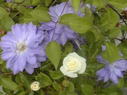 �N���}�`�X�����A�b�v