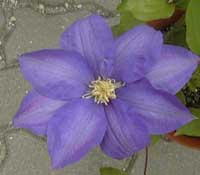 �N���}�`�X���A�b�v"