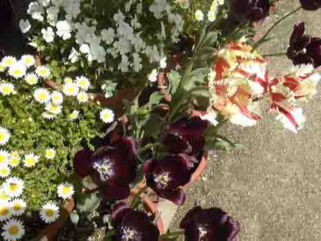 �`���[���b�v�̃A�b�v�@50KB