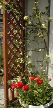 ���i���L�����X�ƃ��b�R�E�o���@34KB