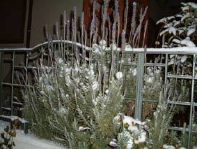 �ᒆ���x���_�[