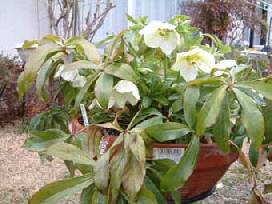 �N���X�}�X���[�Y