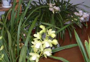 ���E�s���N�x�[��