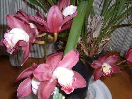 ���E�t�@�C�A�X�^�[�^�[