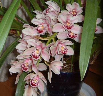 ���E��̓���