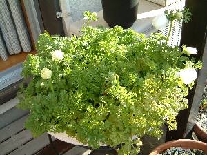 �A�l���l23KB