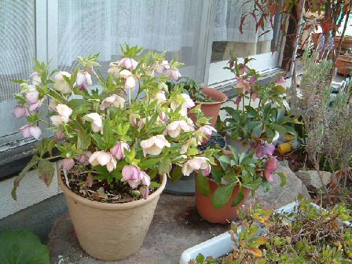 �N���X�}�X���[�Y�@���� 49KB