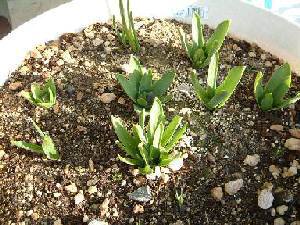 �q���V���X27KB