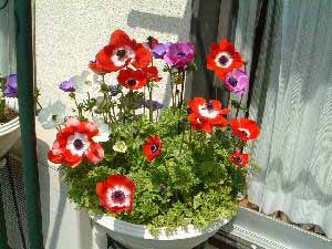 �A�l���l�ԁ@19KB