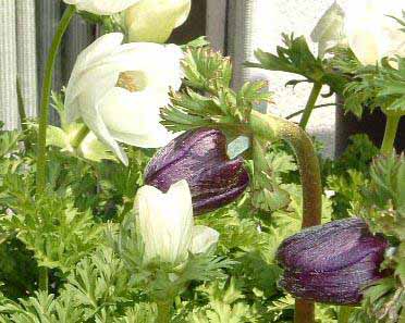 �A�l���l�̓����b 25KB