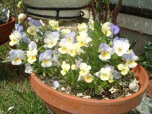 �r�I���E�x�r�[�t�F�C�X�E�u���[���z���C�g�@23KB