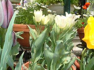 �L�����f�B�N���u�@21KB