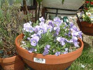 �r�I���E�����[�^�G���W�F���E���l�b�g�j���[�@25KB