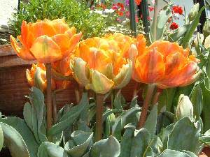 �I�����W�v�����Z�X�@21KB