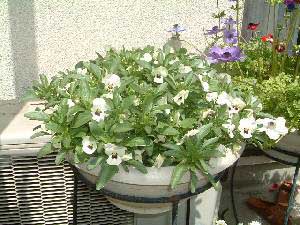 �r�I���E�x�r�[�t�F�C�X�z���C�g�@24KB