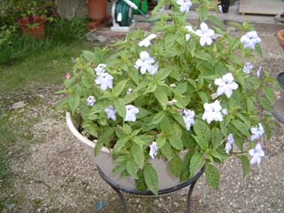 �u�������A