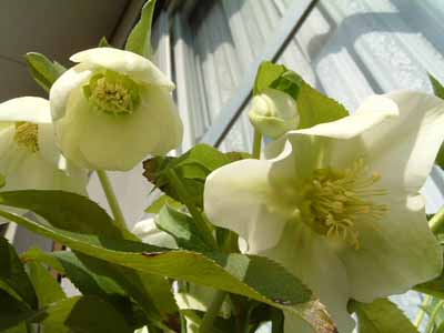 �N���X�}�X���[�Y��