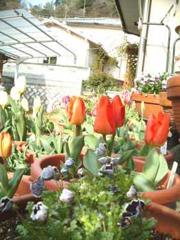 �l���t�B����