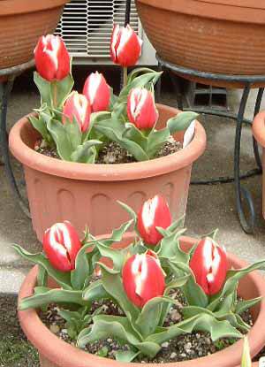 �����t�@�_�[�}�[�N